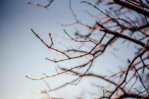 Naked leafless tree branches covered with frost and snow winter background Stock Photos