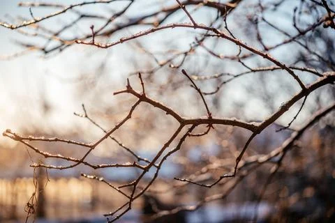 Naked leafless tree branches covered with frost and snow winter background Stock Photos