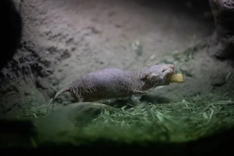 The naked mole-rat also known as the sand pup Stock Photos