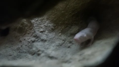 Naked mole rat crawling through underground tunnel Stock Footage 336260167