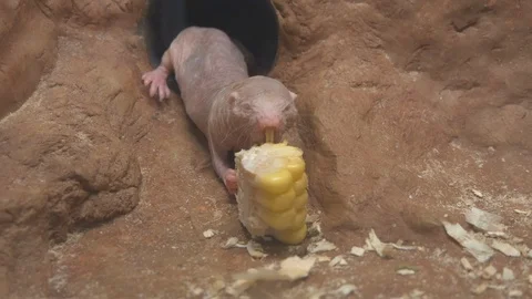 Naked mole rat eats corn 4K Stock Footage 96355180