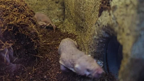 Naked mole-rats in motion Stock Footage 266057701