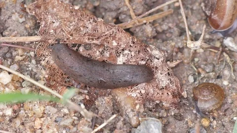 Naked snail crawling Stock Footage 93466658