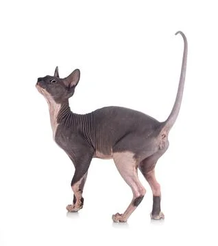 Naked sphinx in studio Stock Photos