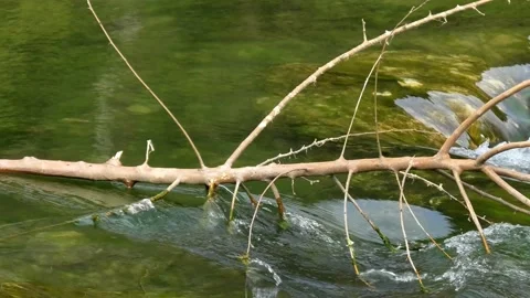 Naked tree branch on river stream Stock Footage 161507730
