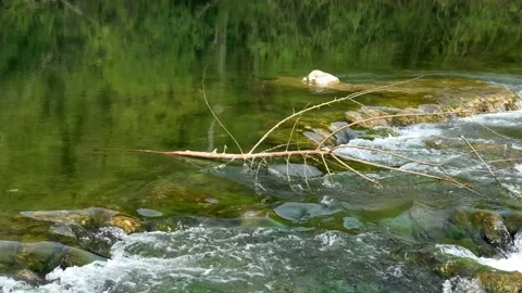 Naked tree branch on river stream Stock Footage 161507806