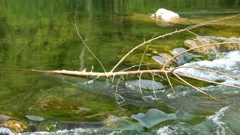 Naked tree branch on river stream Stock Footage 161507819