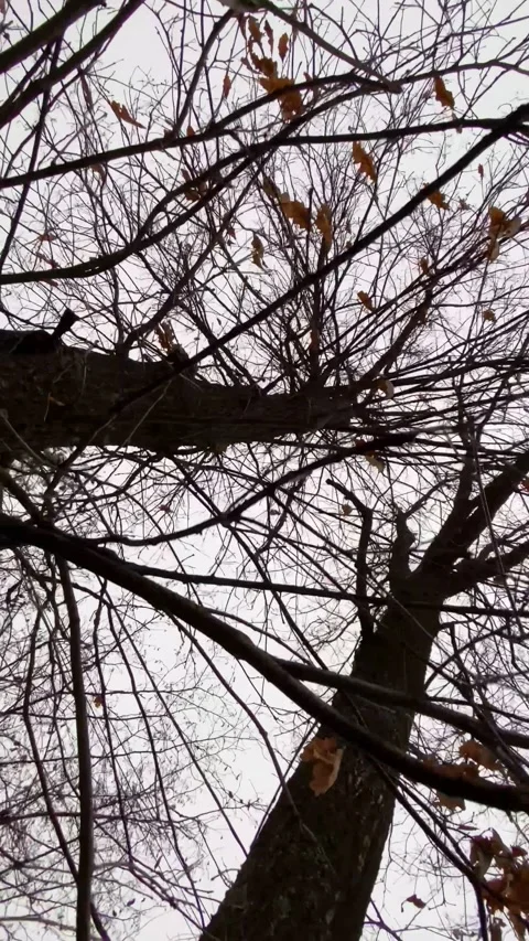 Naked tree branches under a cloudy sky, bare branches clinging to a rough trunk Stock Footage 319953091