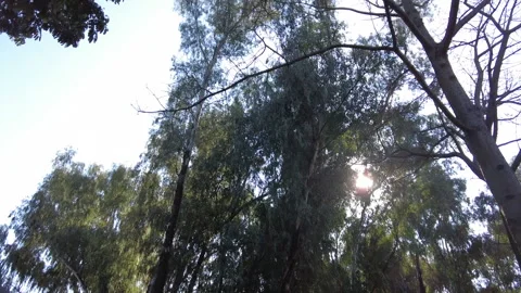 Naked tree, Full tree, Blue skies Stock Footage