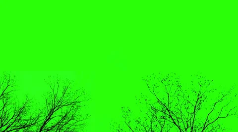 Naked Tree- Green Screen Stock Footage 37977068