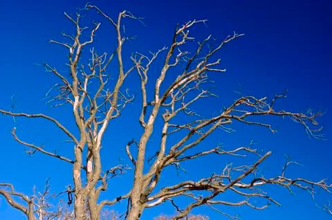 Naked tree Foto stock