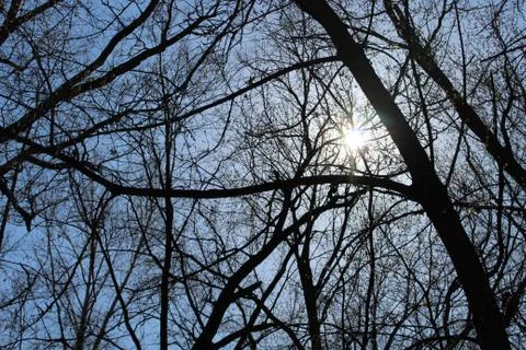Naked tree Stock Photos