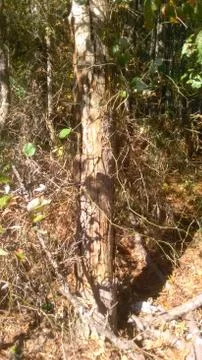 Naked tree Stock Photos