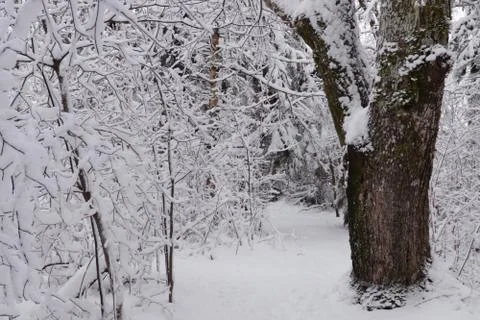Naked Tree in Snow Stock Photos