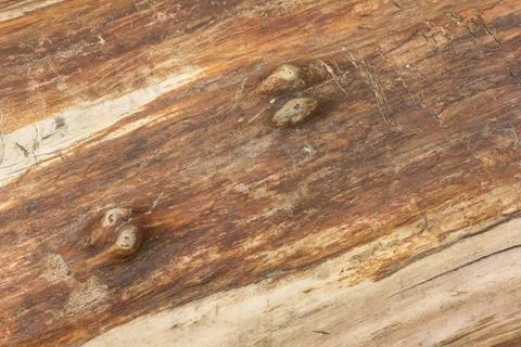 Naked tree texture Stock Photos