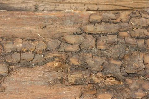 Naked tree texture Stock Photos