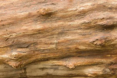Naked tree texture Stock Photos