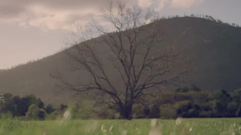 Naked-tree Tree Branches on a tree with meadow in the foreground Stock Footage 278809077
