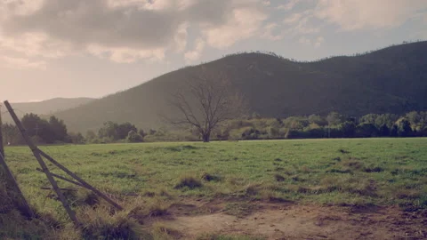 Naked-tree Tree Branches on a tree Stock Footage 278809475