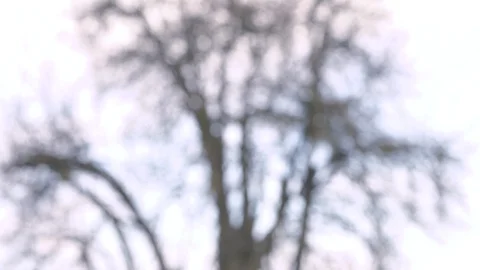 A naked tree in winter Stock-Footage 100601542