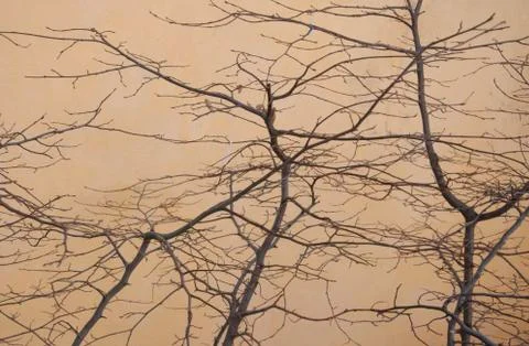 Naked twigs Stock Photos