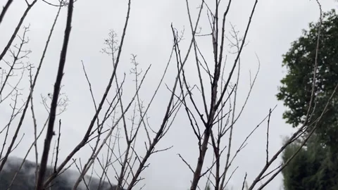 Naked wet tree branches against cloudy sky and mountains background, trees Stock Footage 344648257