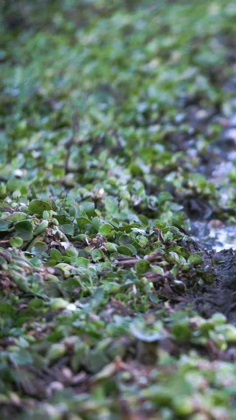 Nakuru's Emerald Carpet Thrives by the Water's Edge Video stock 344321840