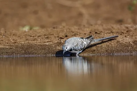 Namaqua Dove in Kruger National park, South Africa Stock Photos