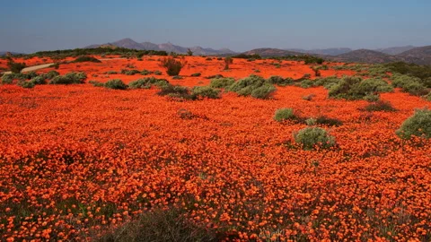 Namaqualand Wildflowers Stock Footage 282614946