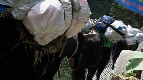 NAMCHE BAZAAR, NEPAL - 12 SEPTEMBER 2017 : Yak crossing a suspension bridge i Stock Footage 85586614