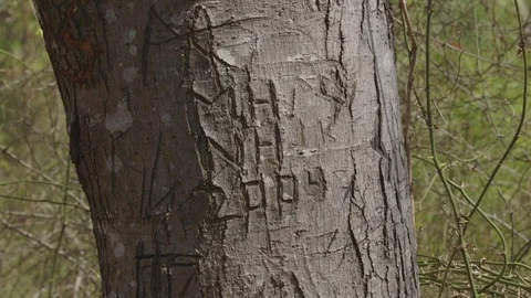 Name Carved Into Tree In Forest with Year Video stock 74402184