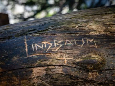 Name cut into an old tree trunk Stock Photos