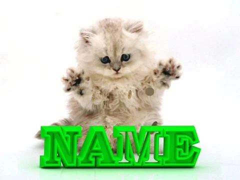 NAME  Feathery kitty with feathery raised upwards paws on white background Stock Illustration
