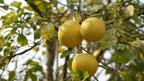 The name of the fruit is Malta. They are very sour. Stock Footage 305255115