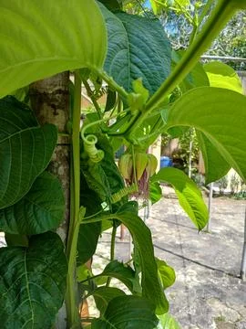 The name of passion fruit is Passiflora edulis "passion fruit". 스톡 사진