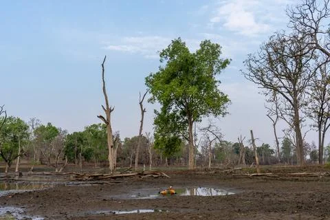 Named after the pristine River Pence which flows through the park, Pench Nationa Stock-Fotos