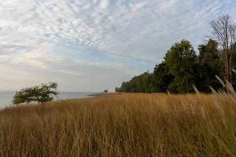 Named after the pristine River Pence which flows through the park, Pench Nationa Stock-Fotos