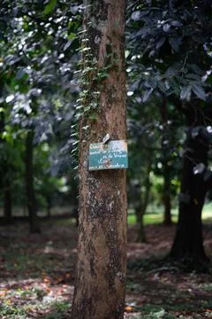 Nameplate on a big tree Stock Photos