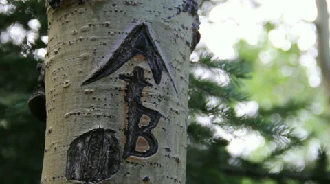 Names Carved in Tree Stock Footage 33579679