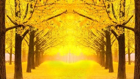 Nami island Stock Photos
