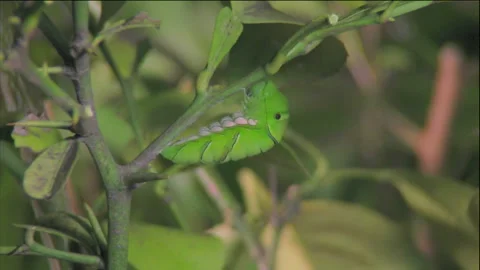 Namiageha: From Caterpillar to Chrysalis Stock Footage 332846721