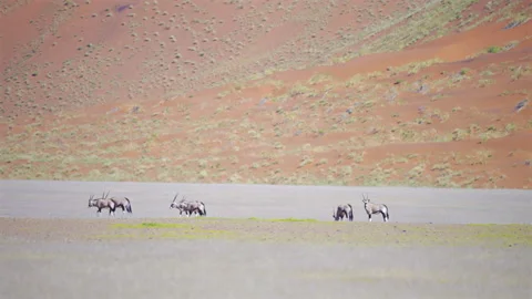 NAMIB DESERT, NAMIBIA - JUNE 8, 2026: Gemsbok antelopes Stockbeeldmateriaal 338395936