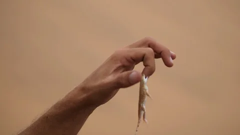 Namib sand gecko bite grabbed by the guide, Namibia, Africa HD no poaching Stock Footage 91230438