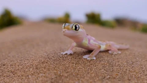 Namib Sand Gecko Stock Footage 153848398