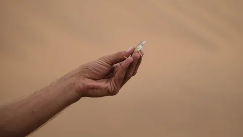 Namib sand gecko grabbed by the guide, Namibia, Africa HD no poaching Stock Footage 91224837