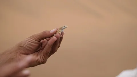 Namib sand gecko grabbed by the guide, Namibia, Africa HD no poaching Stock Footage 91230077