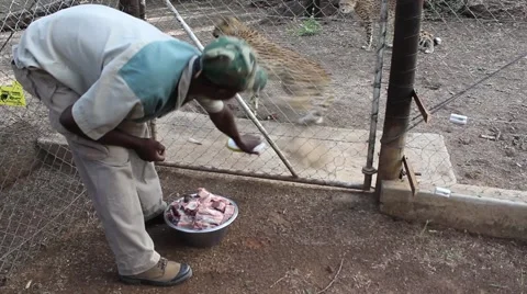 Namibia, Africa - a man feeding the leopard in a cage - throws them meat Stock Footage 61690316