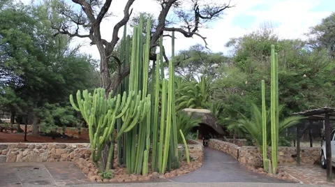 Namibia, Africa - rich vegetation flora - cactus Stock Footage 61690153
