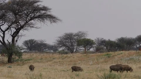 Namibia Africat, landscape with trees and warthog, Africa in 4K Stock Footage 90781122
