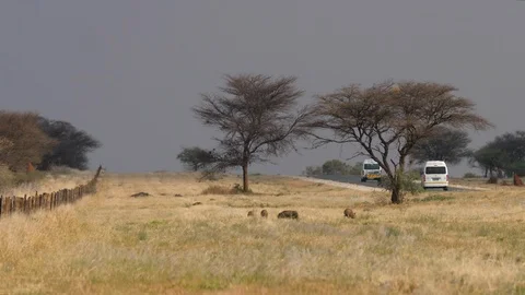 Namibia Africat, landscape with trees and warthog, Africa in 4K Stock Footage 90781550